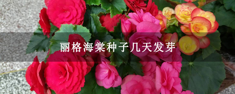 丽格海棠种子几天发芽
