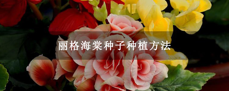 丽格海棠种子种植方法