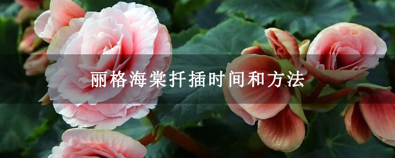 丽格海棠扦插时间和方法