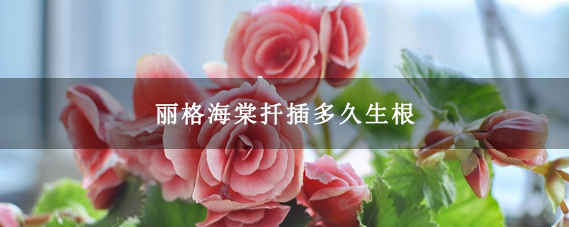 丽格海棠扦插多久生根