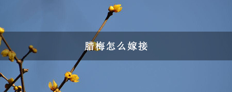 腊梅怎么嫁接