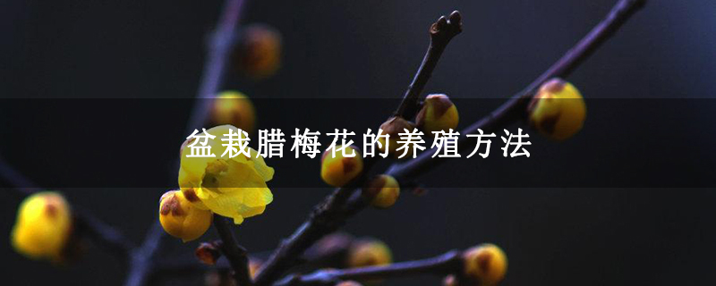 盆栽腊梅花的养殖方法