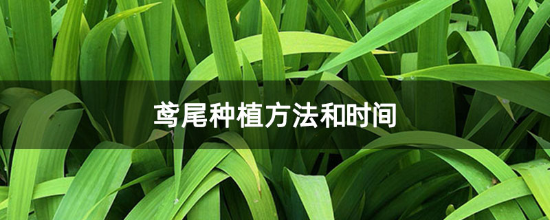 鸢尾种植方法和时间