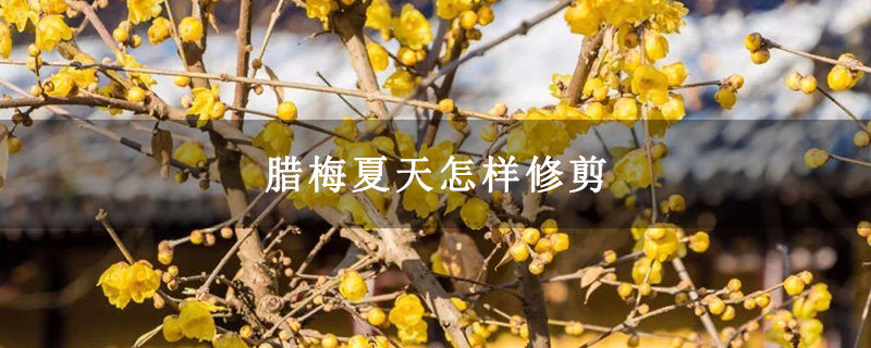 腊梅夏天怎样修剪
