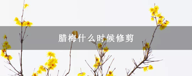 腊梅什么时候修剪