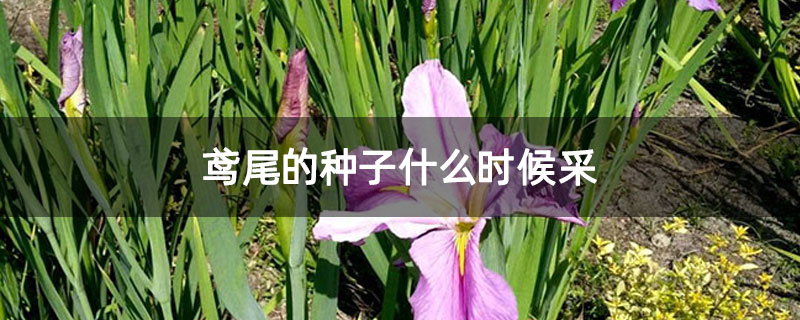 鸢尾的种子什么时候采