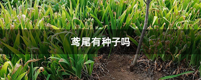 鸢尾有种子吗
