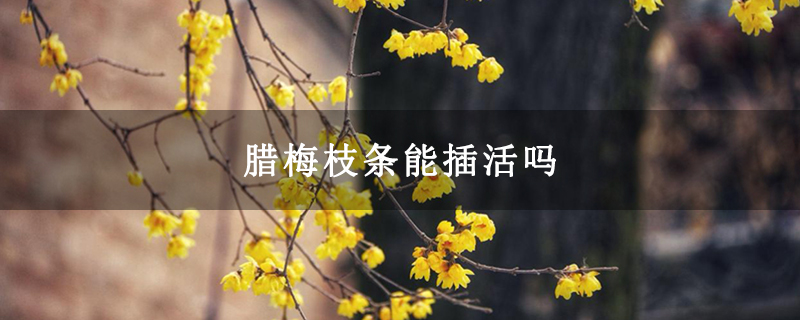 腊梅枝条能插活吗