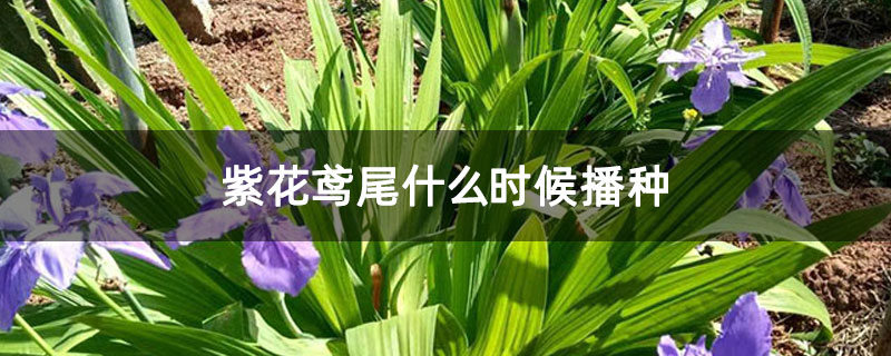 紫花鸢尾什么时候播种