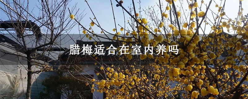腊梅适合在室内养吗