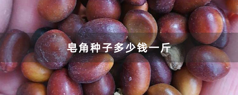 皂角种子多少钱一斤