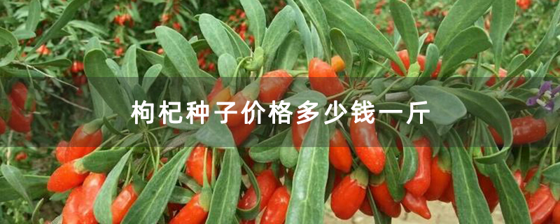 枸杞种子价格多少钱一斤
