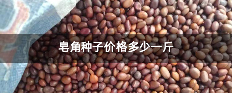 皂角种子价格多少一斤