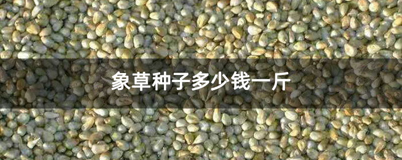 象草种子多少钱一斤