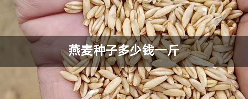 燕麦种子多少钱一斤