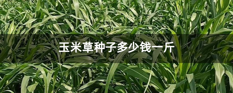 玉米草种子多少钱一斤