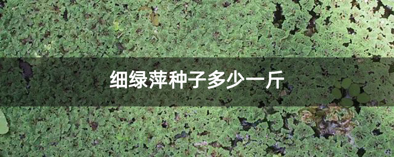 细绿萍种子多少一斤 细绿萍种子多少一斤