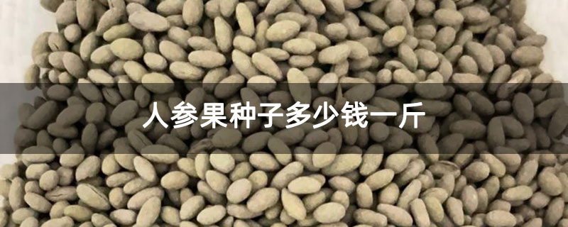 人参果种子多少钱一斤