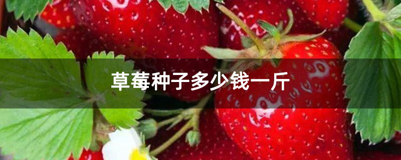 草莓种子多少钱一斤 草莓种子多少钱一斤