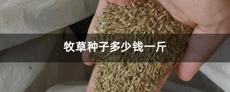牧草种子多少钱一斤