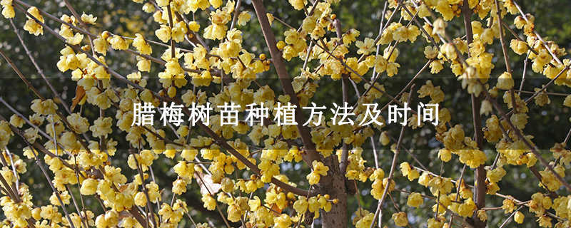 腊梅树苗种植方法及时间