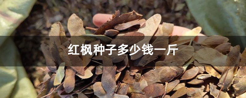 红枫种子多少钱一斤