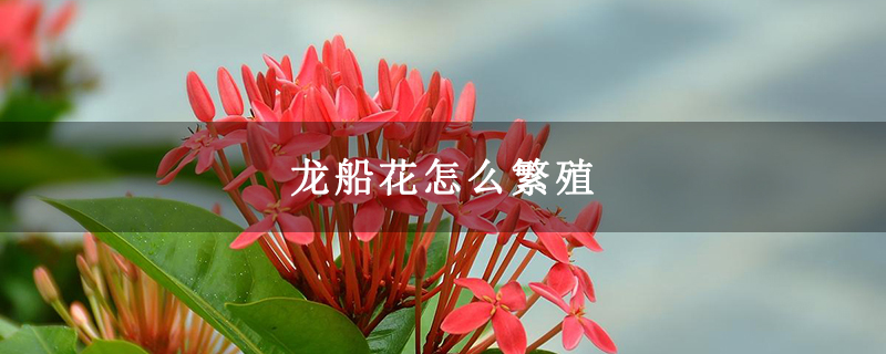 龙船花怎么繁殖