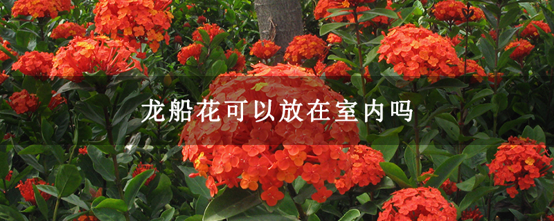 龙船花可以放在室内吗