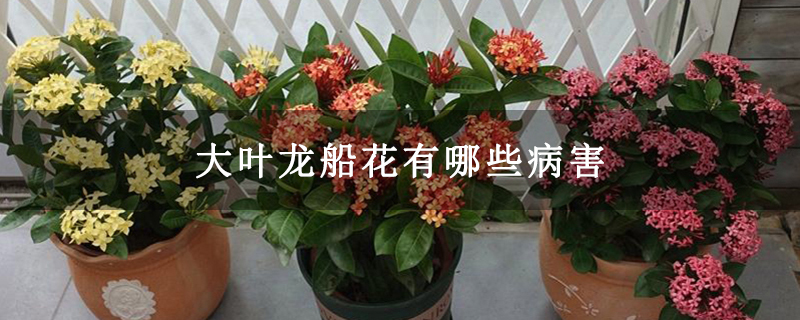 大叶龙船花有哪些病害