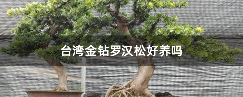 台湾金钻罗汉松好养吗