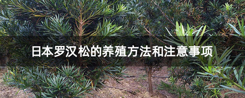 日本罗汉松的养殖方法和注意事项
