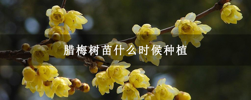 腊梅树苗什么时候种植