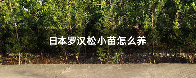 日本罗汉松小苗怎么养