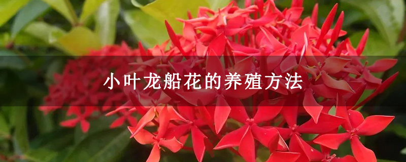 小叶龙船花的养殖方法