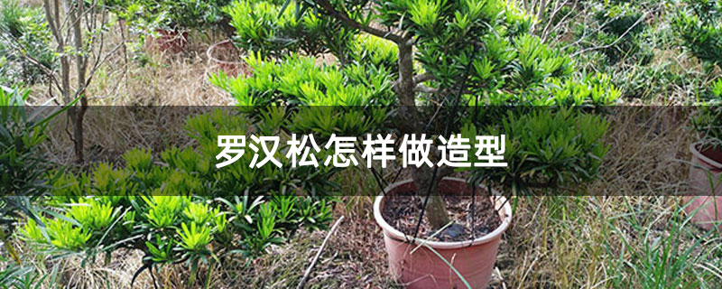 罗汉松怎样做造型