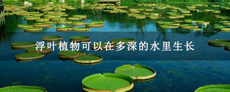 浮叶植物可以在多深的水里生长