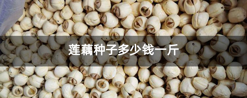 莲藕种子多少钱一斤