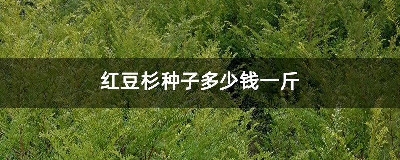 红豆杉种子多少钱一斤