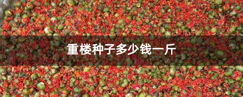 重楼种子多少钱一斤