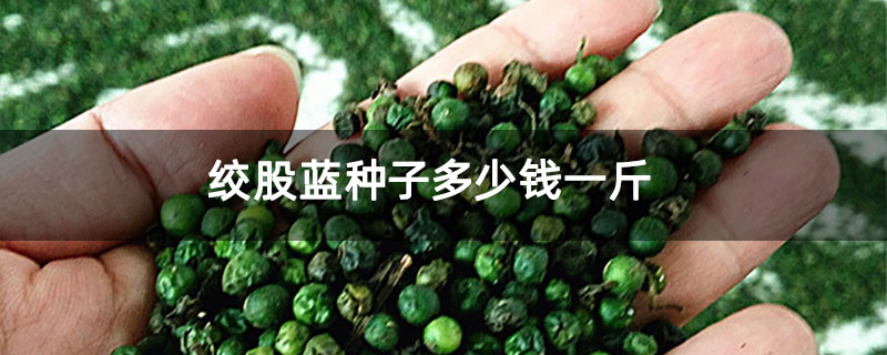 绞股蓝种子多少钱一斤