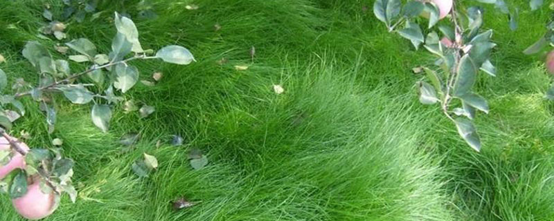 鼠茅草种子7月份能种吗