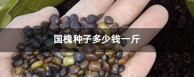 国槐种子多少钱一斤