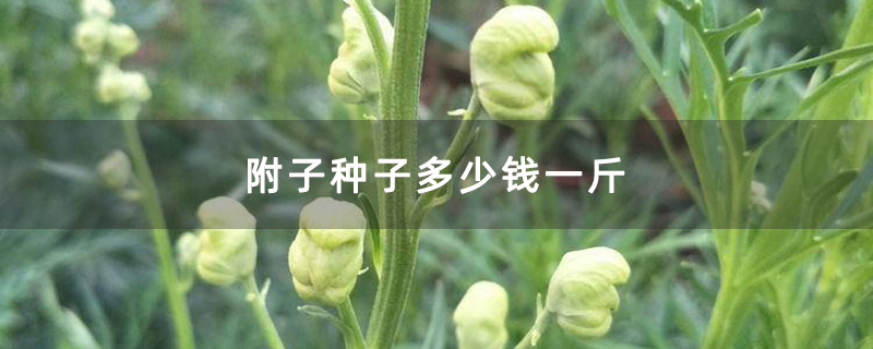 附子苗