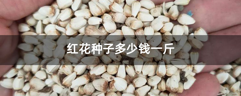 红花种子多少钱一斤