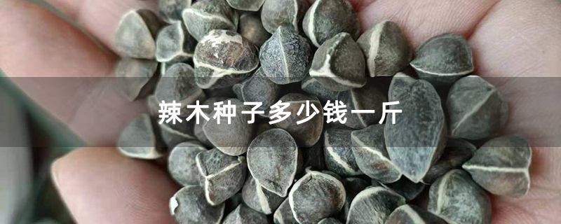 辣木种子多少钱一斤