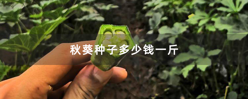 秋葵的种子