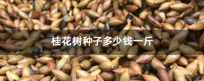 桂花树种子多少钱一斤
