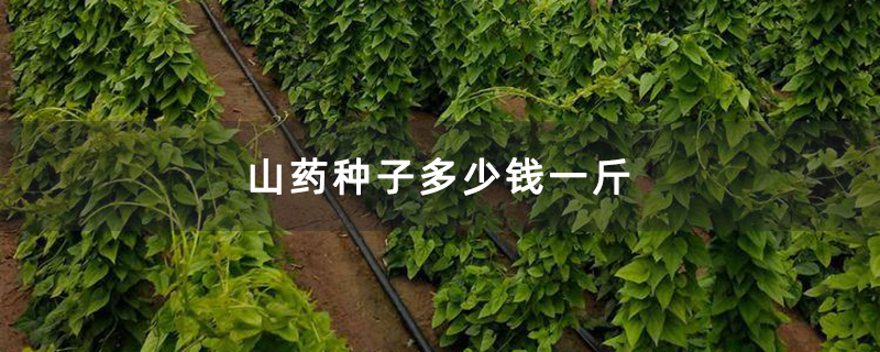山药种子多少钱一斤