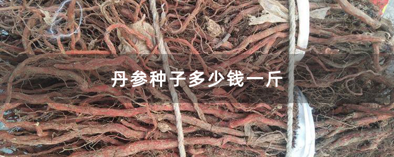 丹参