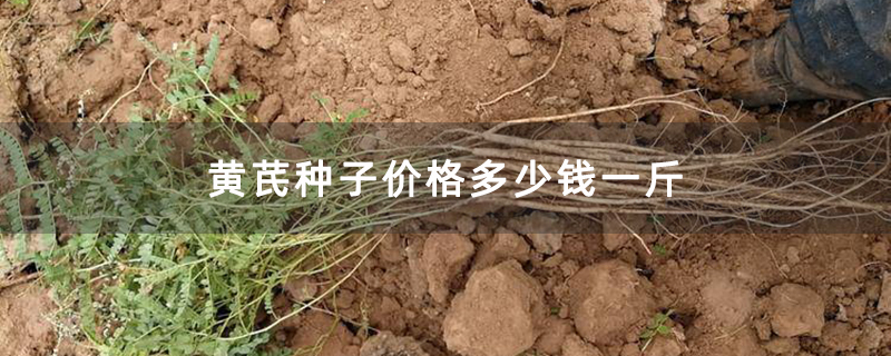 黄芪种子价格多少钱一斤